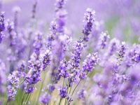 Tuinposter lavendel 2 - thumbnail