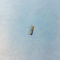 Molex MINIFIT 39000060 MOL Power & Signal Sol. Inhalt: 100St.