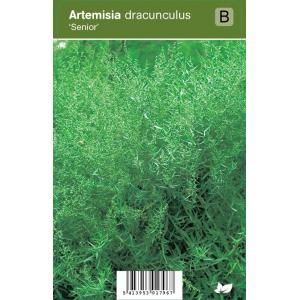 Franse dragon (artemisia dracunculus "Senior") kruiden - 12 stuks