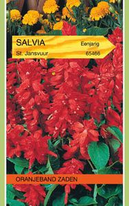 Salvia