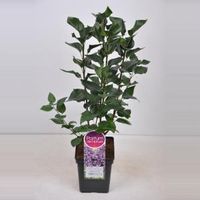 Sering (syringa vulgaris "Sensation") - 50-70 cm - 1 stuks