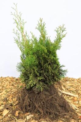 Westerse levensboom haag