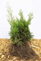 Westerse levensboom haag