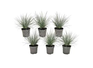 Festuca 'blauw zwenkgras' - set van 6