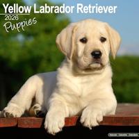 Yellow Labrador Puppies Calendar 2026 Square Dog Puppy Breed Wall Calendar - 16 Month