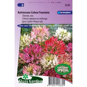 Cleome Spinosa zaden Colour Fountain Kattensnor