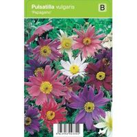 Wildemanskruid (pulsatilla vulgaris "Papageno") voorjaarsbloeier - 12 stuks - thumbnail