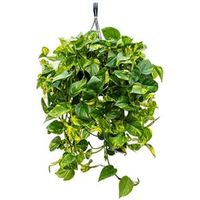 Scindapsus epipremnum aureum S hangplant - thumbnail