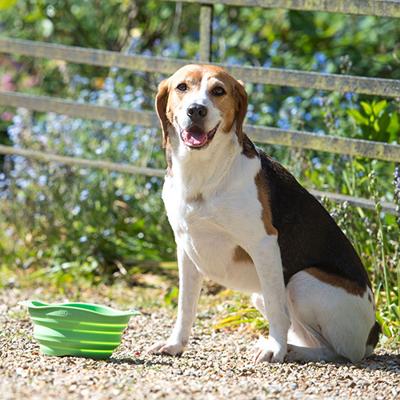 Drinkbak of voerbak Travel Bowl Groen Drinkbak of voerbak Travel Bowl Groen