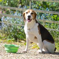 Drinkbak of voerbak Travel Bowl Groen