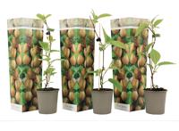 Set van 3 Winterharde Kiwi planten