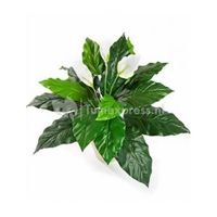 Kunstplant Spathiphyllum M - thumbnail