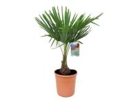 XL Aziatische Waaierpalm 'Trachycarpus Fortunei'