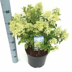 Hydrangea Paniculata "Bobo"® pluimhortensia - 30-40 cm - 1 stuks