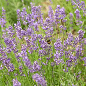 Lavendel (biologisch)