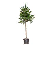 Hulst hoogstam Ilex Nellie R. Stevens h 262,5 cm st. omtrek 8 cm - Warentuin Natuurlijk