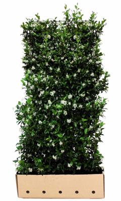 Trachelospermum jasminoides 180 cm - Quickhedge