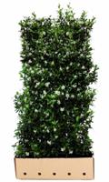Trachelospermum jasminoides 180 cm - Quickhedge