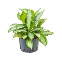 Aglaonema silver bay XL hydrocultuur plant