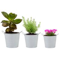 Emmer/plantenpot/bloempot - set van 3x stuks - zink - whitewash