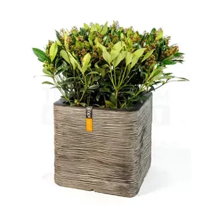 Pot vierkant Rib NL 40x40x40 antraciet + skimmia