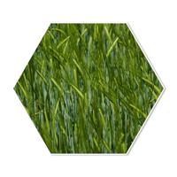 Hexagon Gras 100 breed x 86.6 hoog Wit