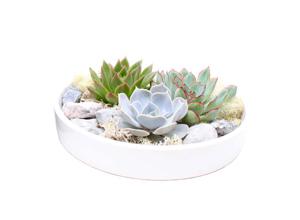 Echeveria Garden Mix in white bowl