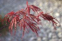 Japanse esdoorn op stam