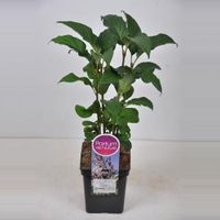 Sering (syringa villosae "Telimena") - 30-50 cm - 1 stuks - thumbnail