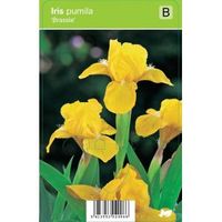 Zwaardlelie (iris pumila "Brassie") voorjaarsbloeier - 12 stuks