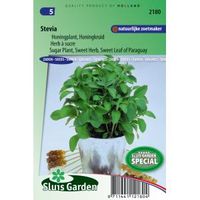 Stevia zaden - Honingkruid - thumbnail