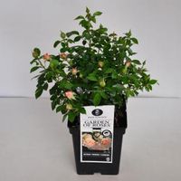 Trosroos (rosa "Garden of Roses"®) - C5 - 1 stuks