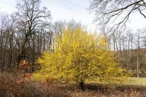 Gele Kornoelje boom