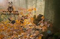 Wild Life Collection Pluche speelgoed voor honden, eekhoorns, wild