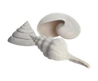 biOrb Shell Set 3 wit