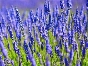 Tuinposter lavendel 5