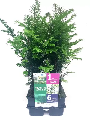 Taxus Baccata 6-pack