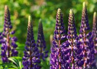 Lupine - thumbnail