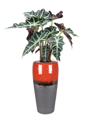 Alocasia 'Polly' in Amora
