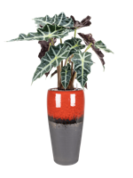 Alocasia 'Polly' in Amora