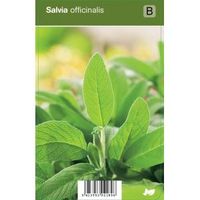 Salie (salvia officinalis) kruiden - 12 stuks - thumbnail