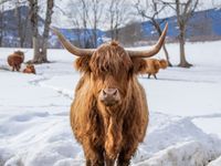 Tuinposter Winter Schotse Hooglander 2