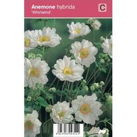 Herfstanemoon (anemone hybrida "Whirlwind") najaarsbloeier - 12 stuks - thumbnail