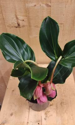 Trosbloem roze Medinilla Magnifica 2 stelen 2 bloemen kamerplant Warentuin Natuurlijk - Warentuin natuurlijk Trosbloem roze Medinilla Magnifica 2 stelen 2 bloemen kamerplant Warentuin Natuurlijk - Warentuin natuurlijk
