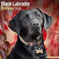 Black Labrador Retriever Calendar 2026 Square Dog Breed Wall Calendar - 16 Month