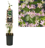 Trachelospermum Pink Air 75 cm