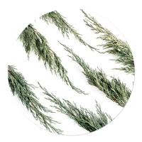 Muurcirkel Dennetakken 20 Aluminium Geen