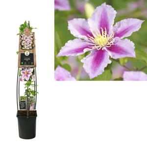 Clematis 'Piilu'