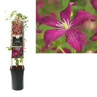 Clematis v. 'Madame Julia Correvon' - bosrank 70 cm - thumbnail