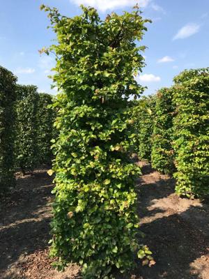 Kant & klaar haag Parrotia persica vanessa blokhaag H250 x B80 x L80 cm Persisch ijzerhout Quickhedge - Quickhedge